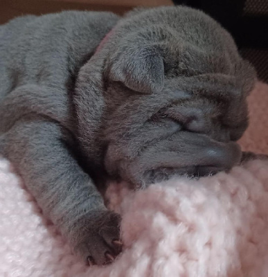 De La Cote Des Sables - Shar Pei - Portée née le 11/09/2024