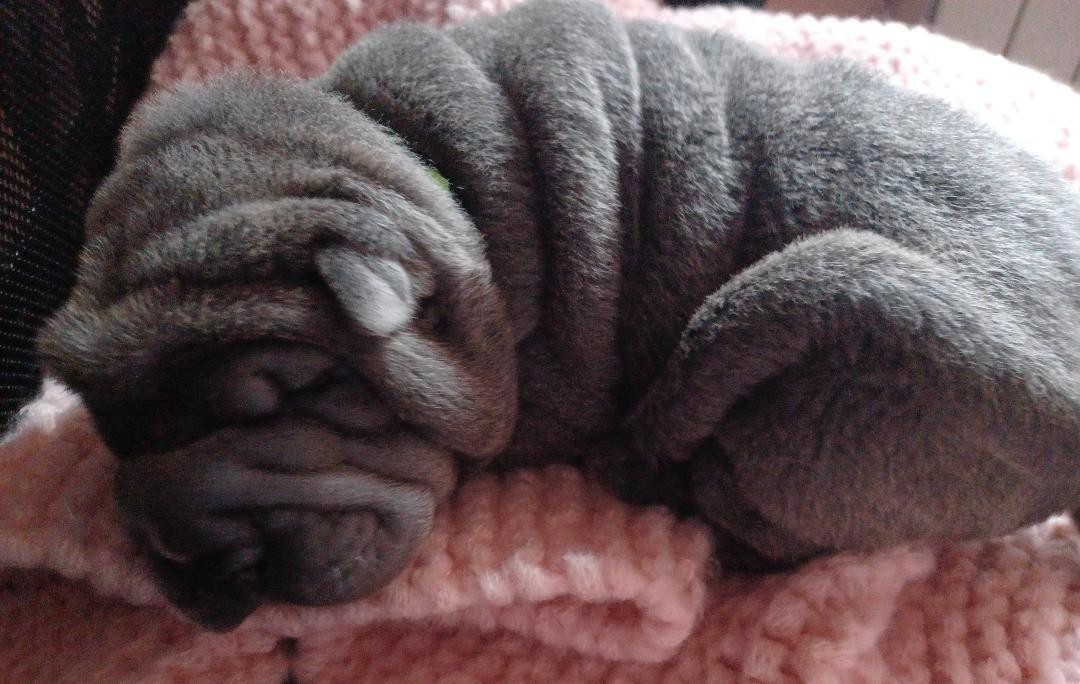 De La Cote Des Sables - naissance 2026