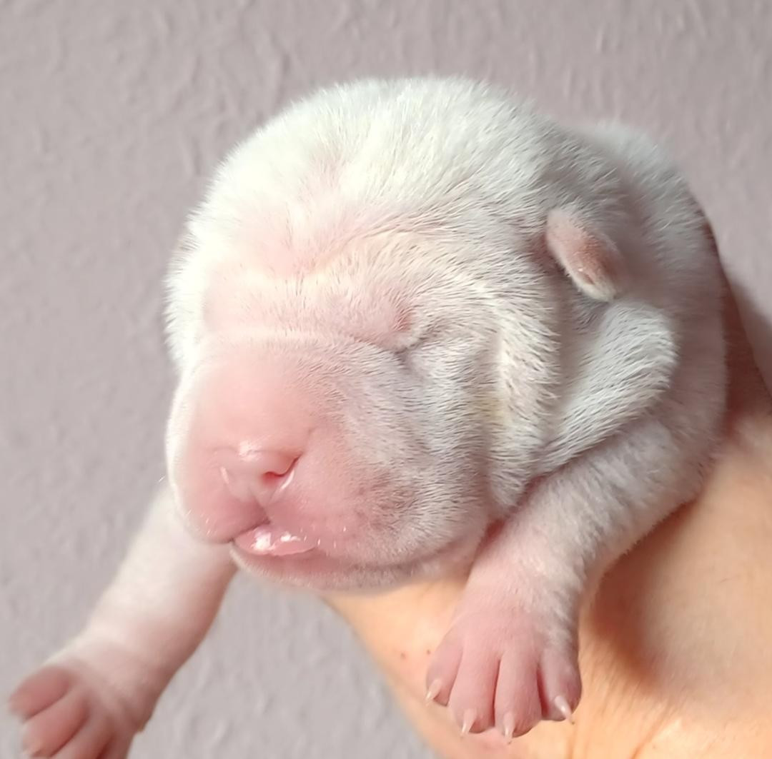 De La Cote Des Sables - Chiots disponibles - Shar Pei