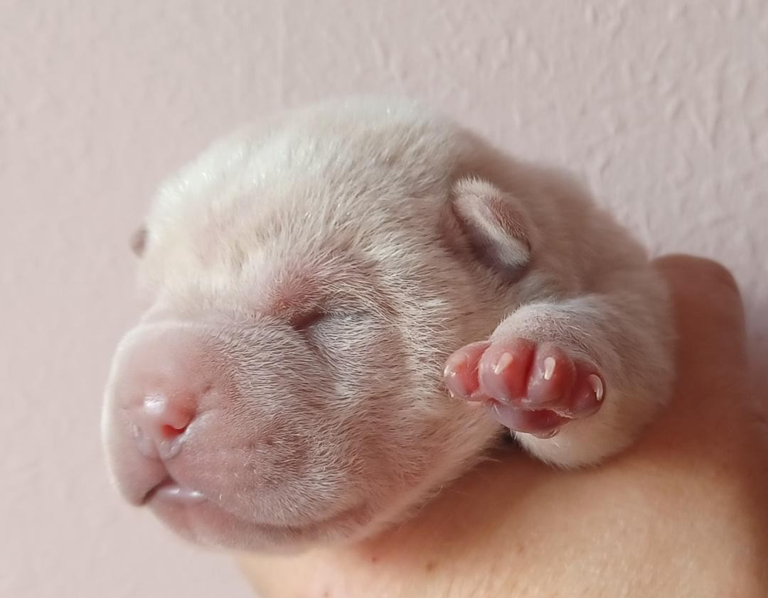 De La Cote Des Sables - Chiots disponibles - Shar Pei