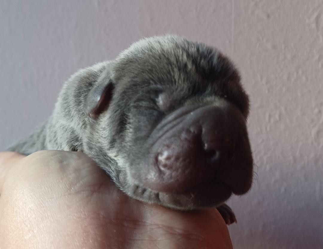 De La Cote Des Sables - Chiots disponibles - Shar Pei