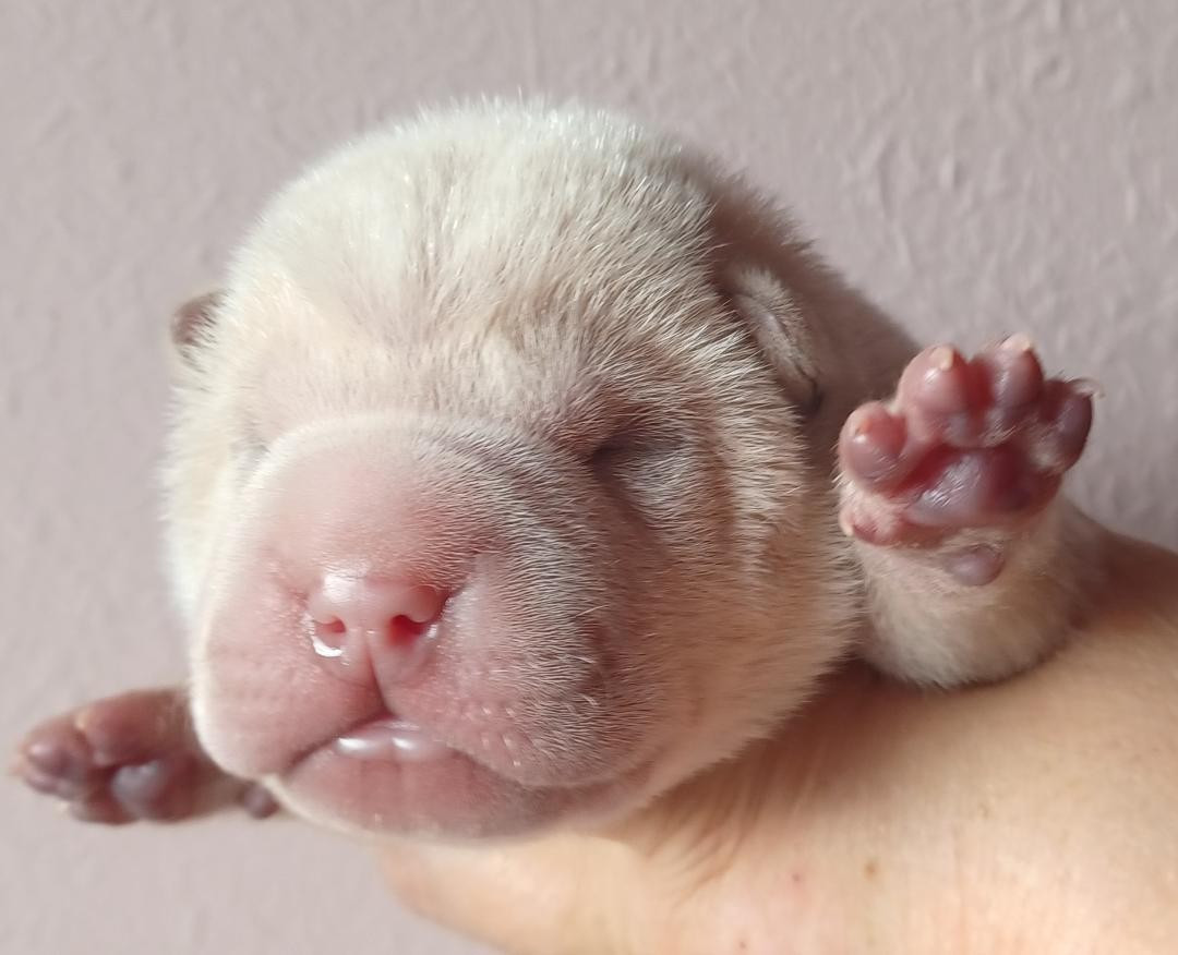 De La Cote Des Sables - Chiots disponibles - Shar Pei