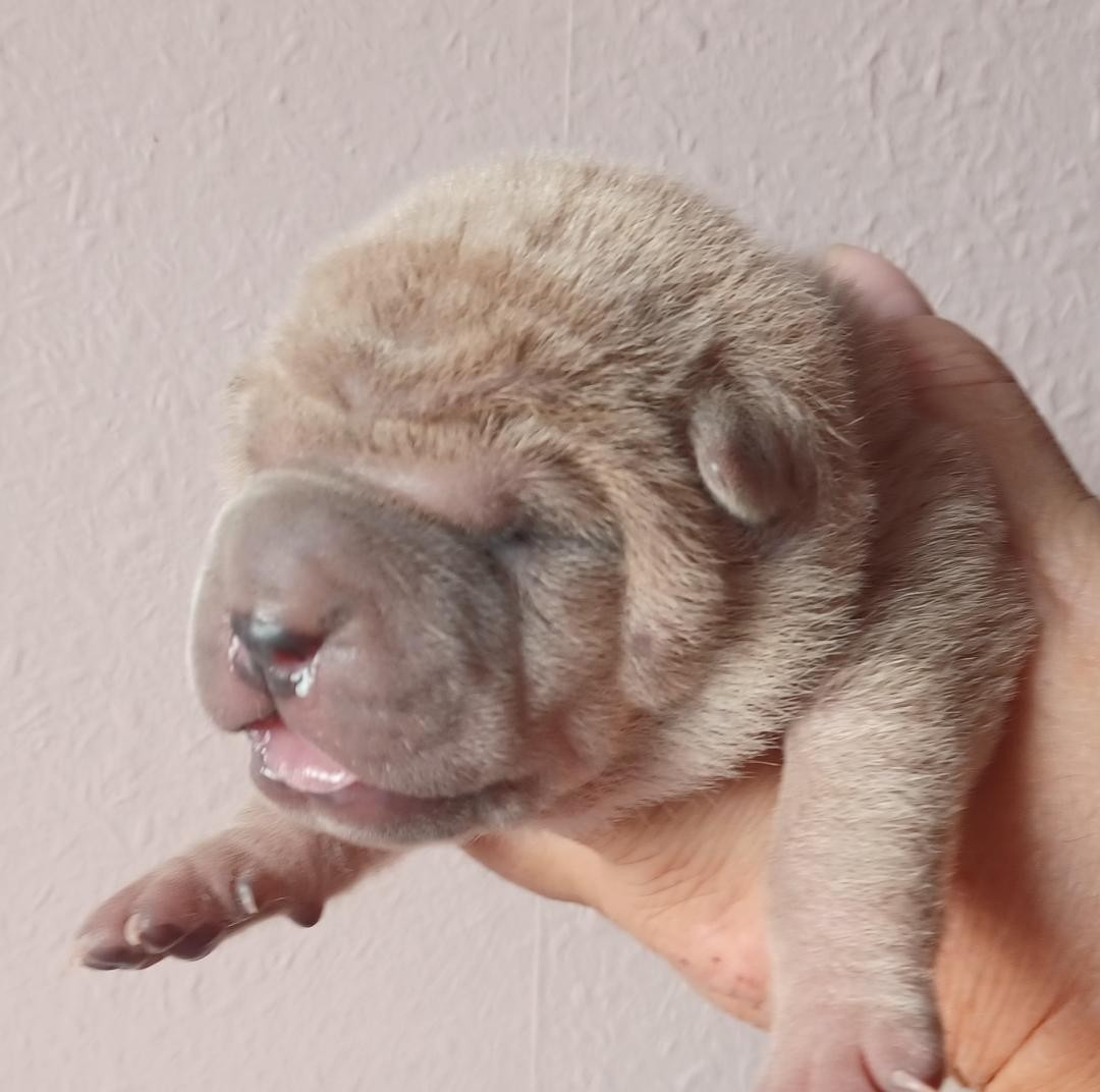 De La Cote Des Sables - Chiots disponibles - Shar Pei
