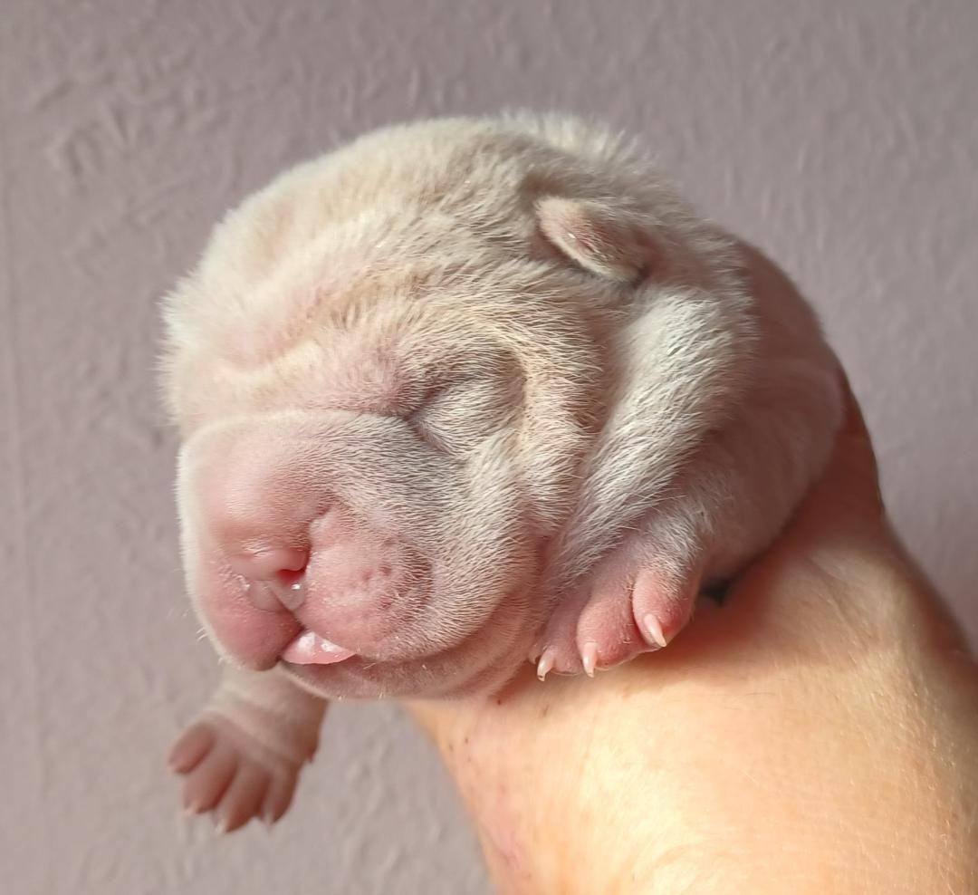 De La Cote Des Sables - Chiots disponibles - Shar Pei