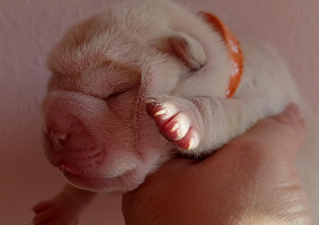 De La Cote Des Sables - Chiots disponibles - Shar Pei