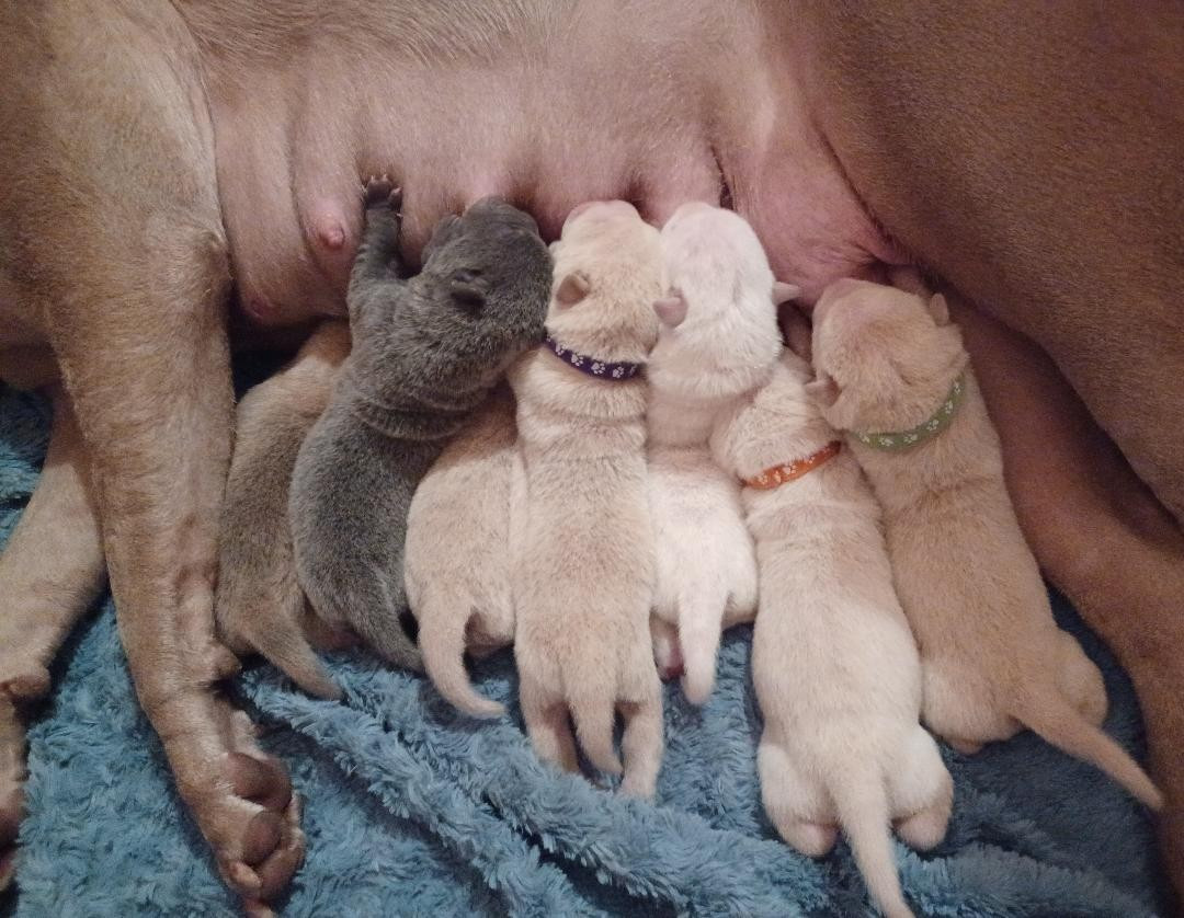 Chiot Shar Pei De La Cote Des Sables
