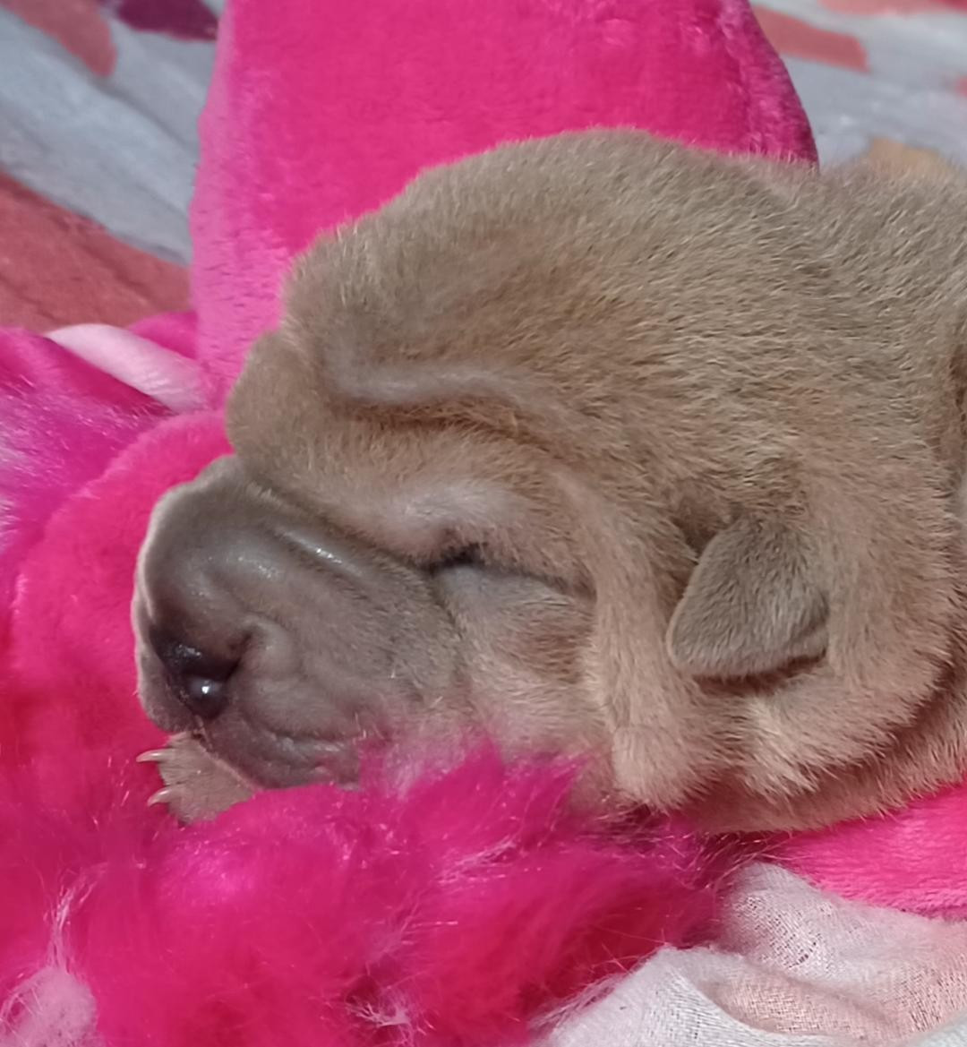 De La Cote Des Sables - Chiots disponibles - Shar Pei