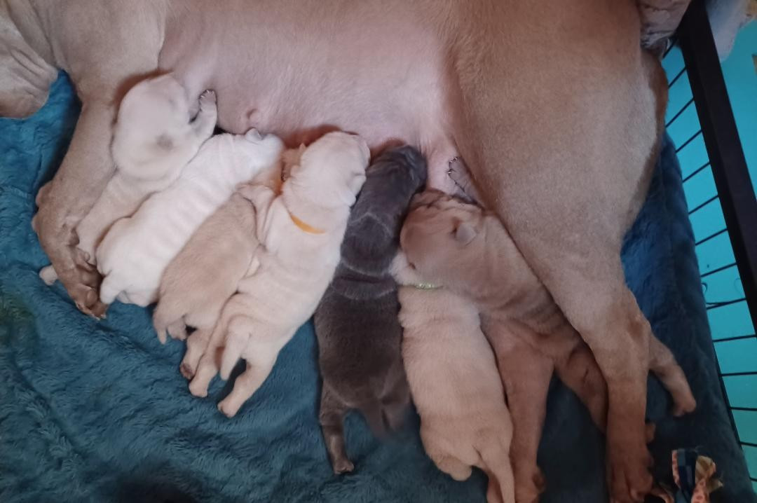 De La Cote Des Sables - Shar Pei - Portée née le 20/11/2025