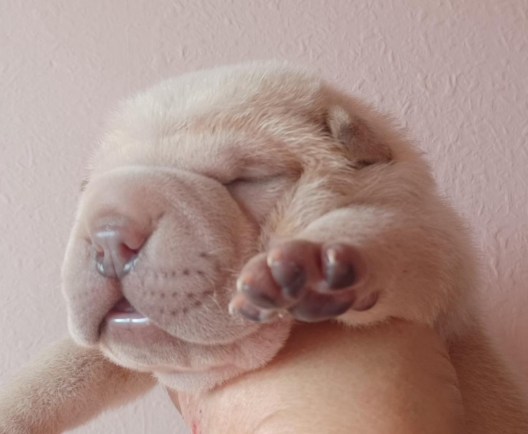 De La Cote Des Sables - Chiots disponibles - Shar Pei