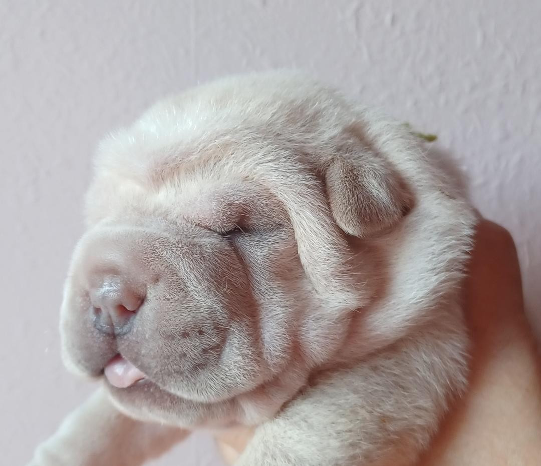 De La Cote Des Sables - Chiots disponibles - Shar Pei