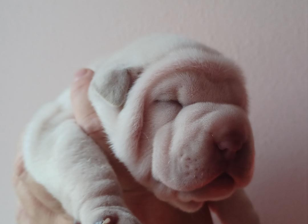 De La Cote Des Sables - Chiots disponibles - Shar Pei