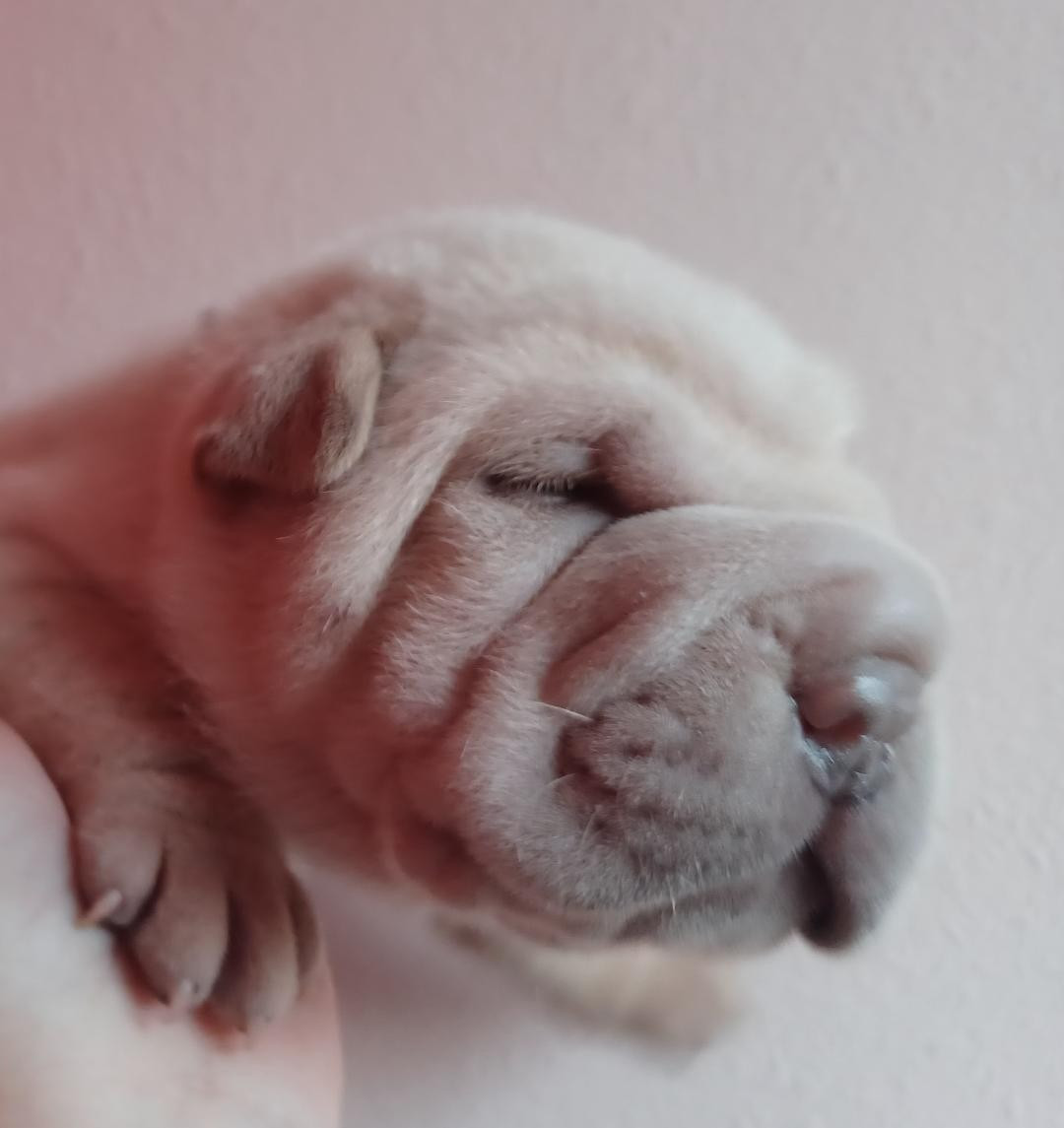 De La Cote Des Sables - Chiots disponibles - Shar Pei