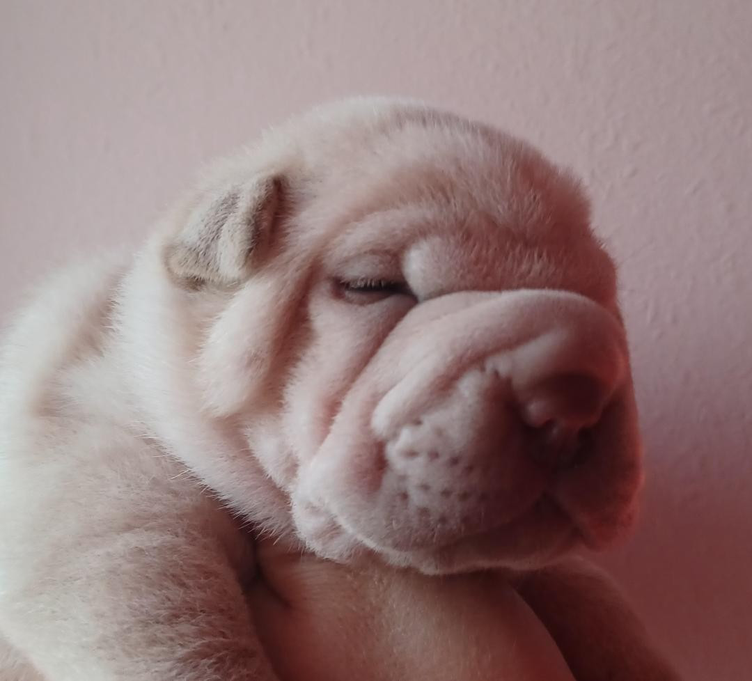 De La Cote Des Sables - Chiots disponibles - Shar Pei
