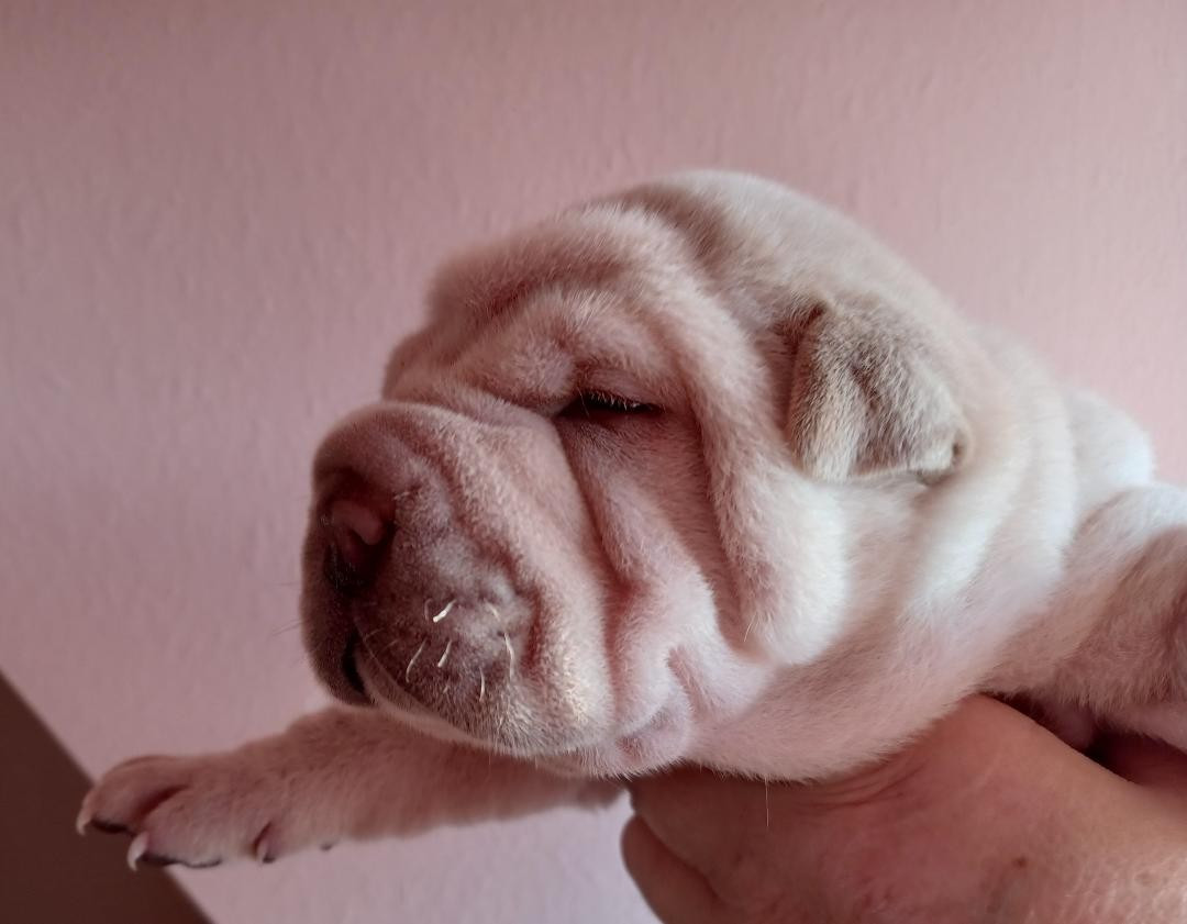 De La Cote Des Sables - Chiots disponibles - Shar Pei