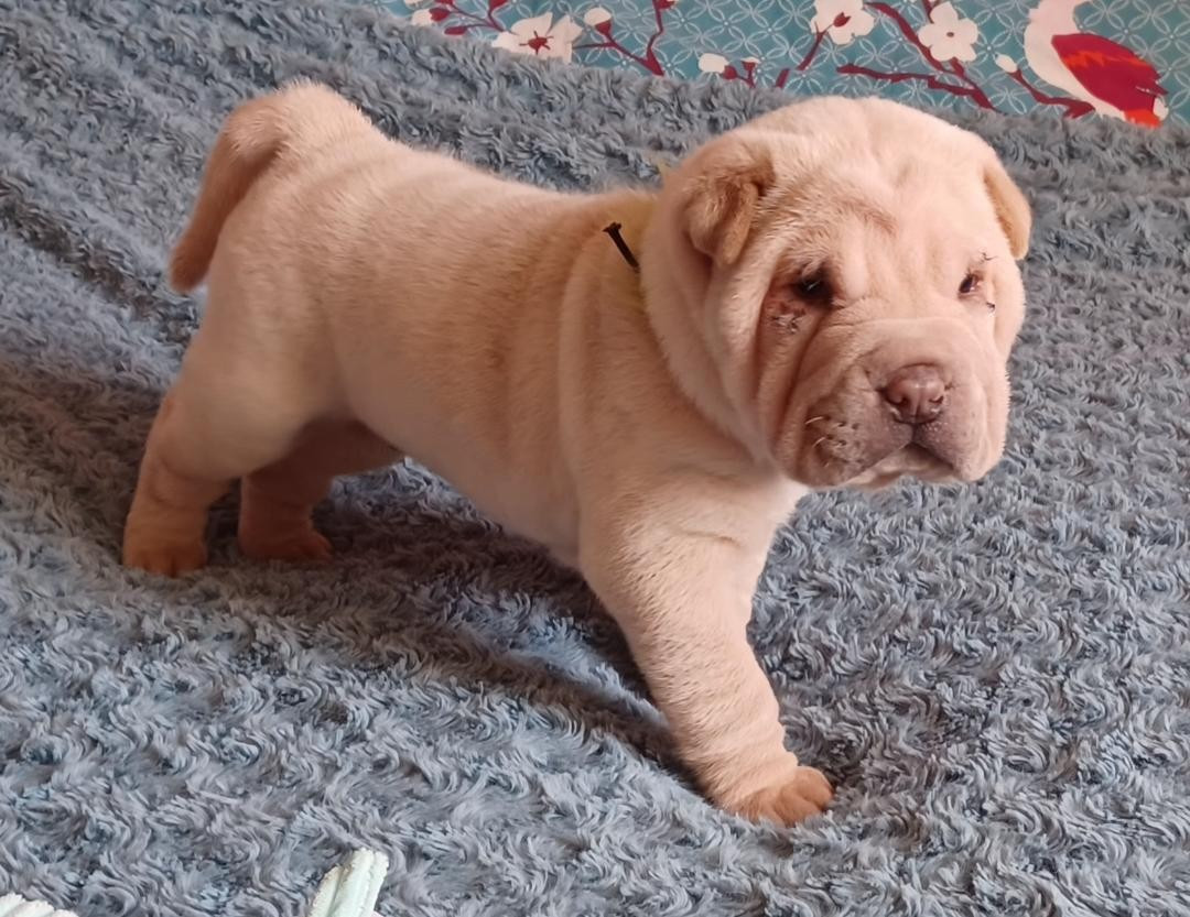 De La Cote Des Sables - Chiots disponibles - Shar Pei