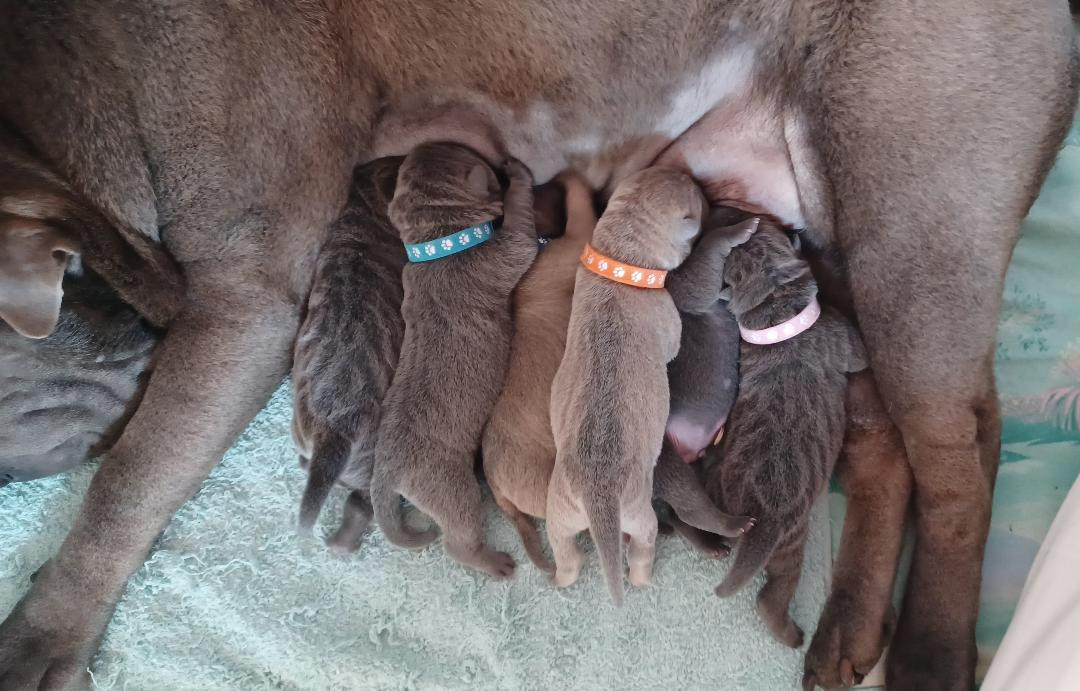 Chiot Shar Pei De La Cote Des Sables