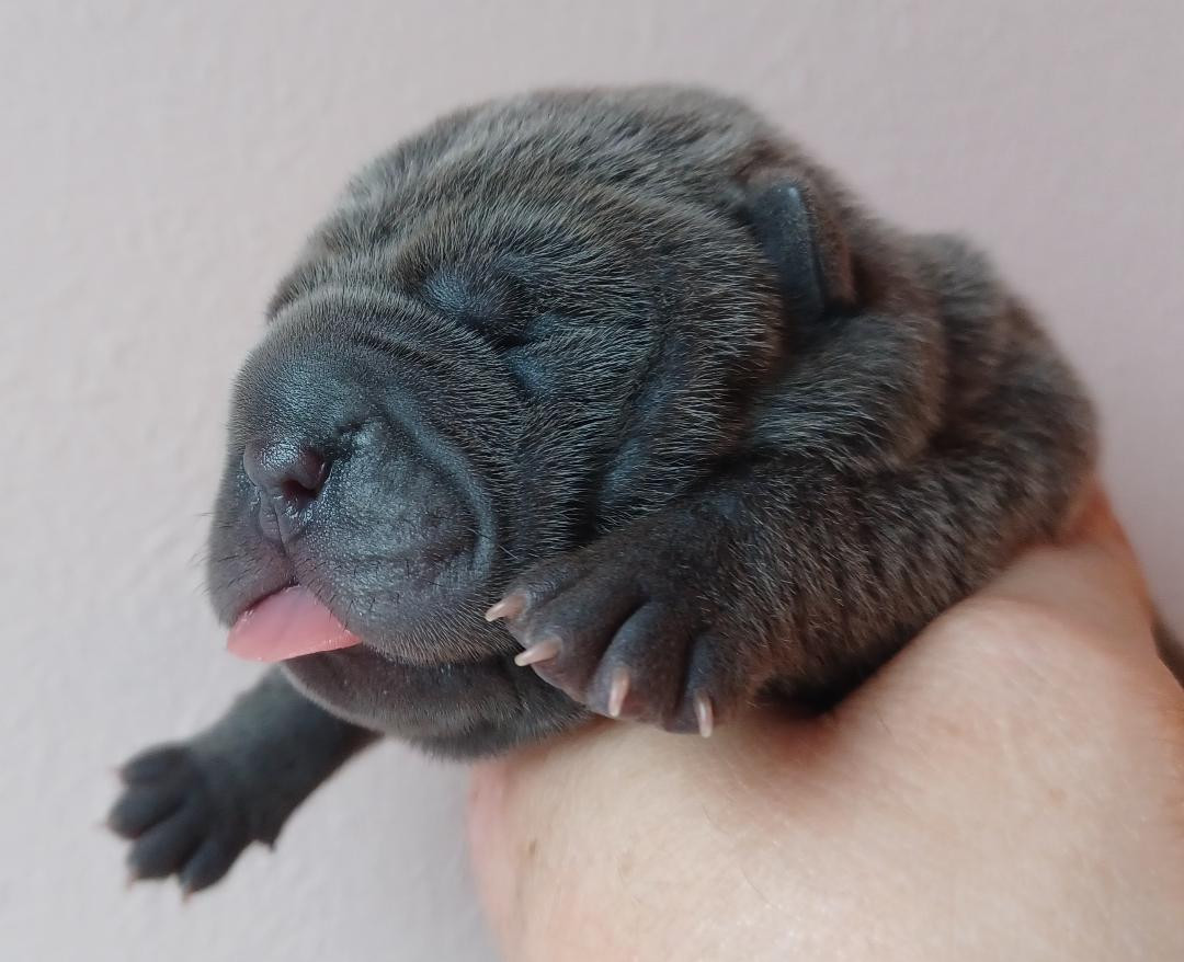 De La Cote Des Sables - Chiots disponibles - Shar Pei