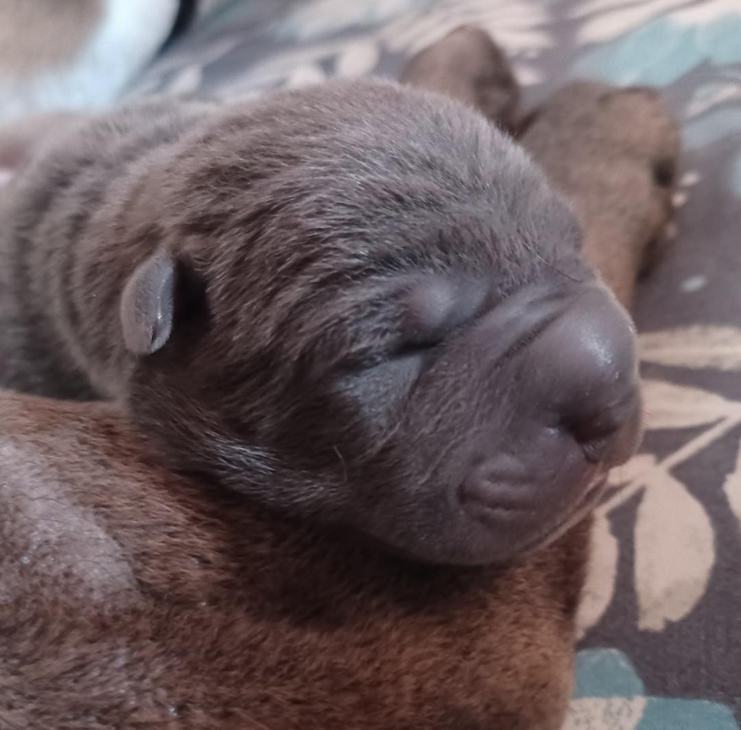 De La Cote Des Sables - Chiots disponibles - Shar Pei