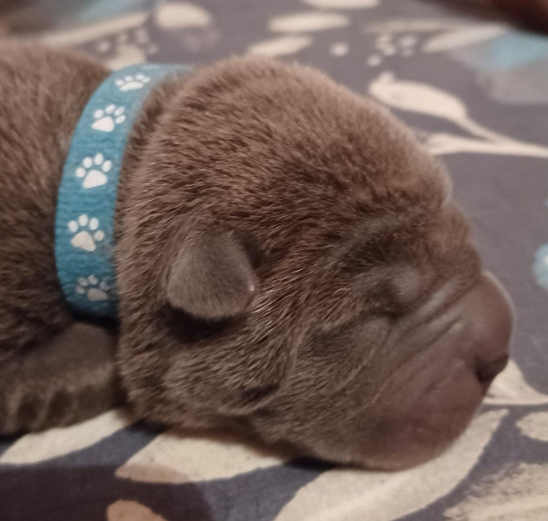 De La Cote Des Sables - Chiots disponibles - Shar Pei