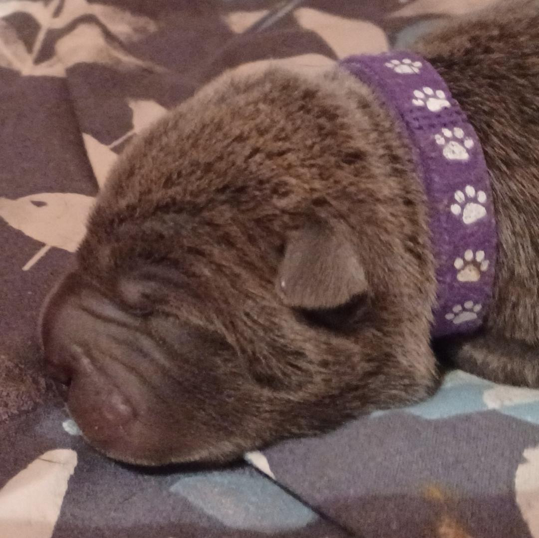 De La Cote Des Sables - Chiots disponibles - Shar Pei