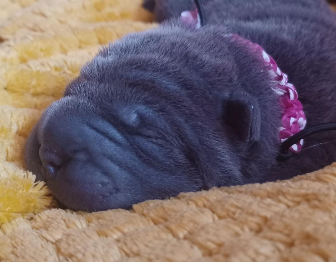 De La Cote Des Sables - Chiots disponibles - Shar Pei