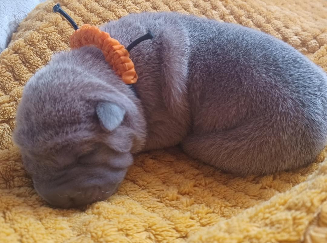 De La Cote Des Sables - Chiots disponibles - Shar Pei