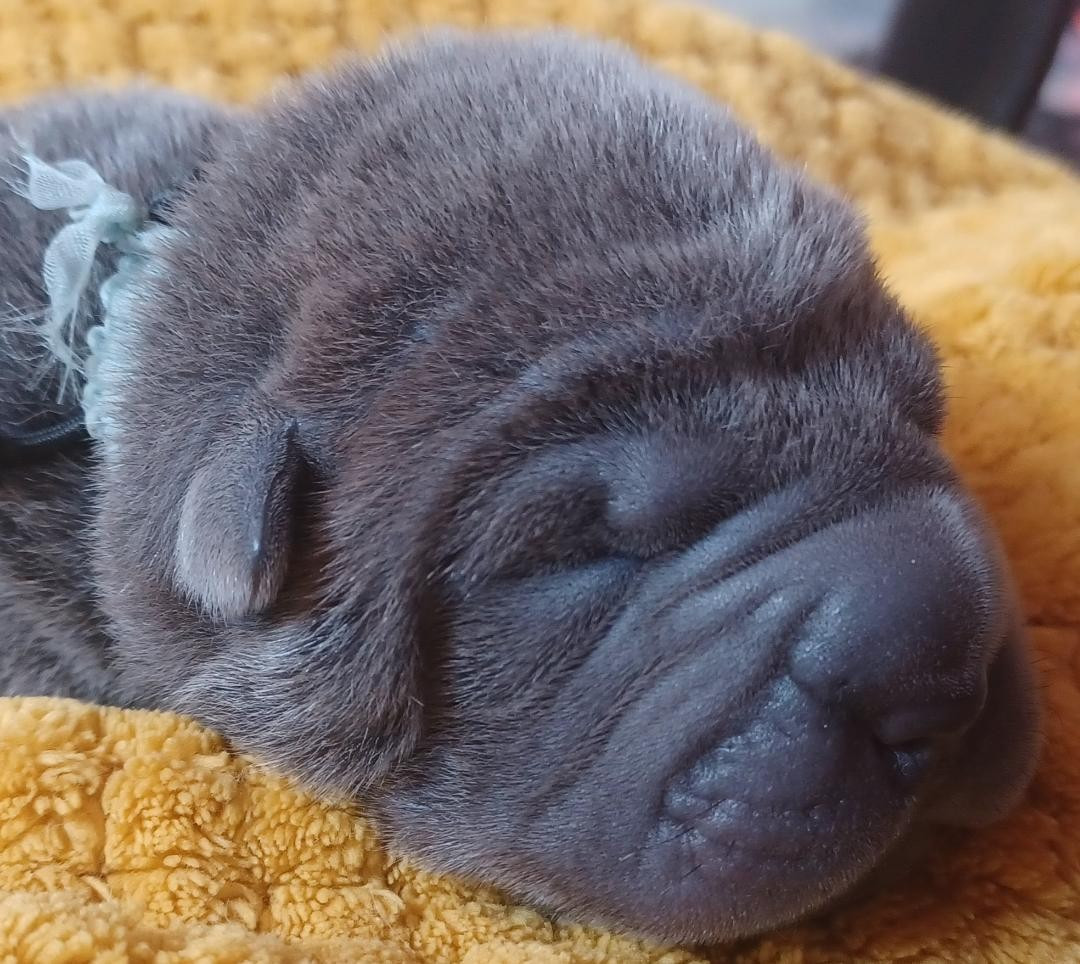 De La Cote Des Sables - Chiots disponibles - Shar Pei