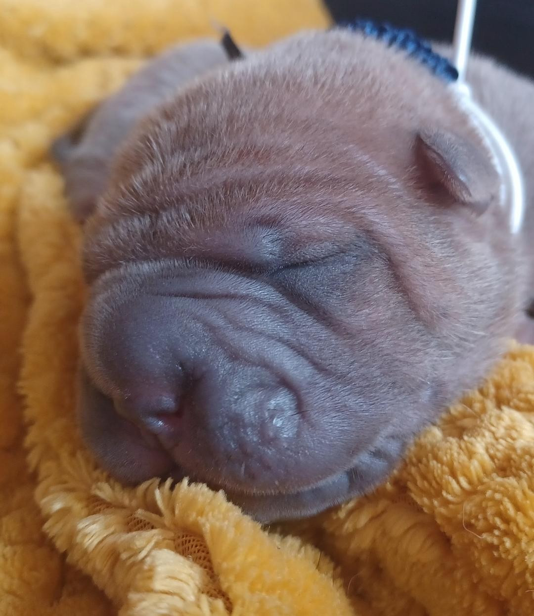 De La Cote Des Sables - Chiots disponibles - Shar Pei