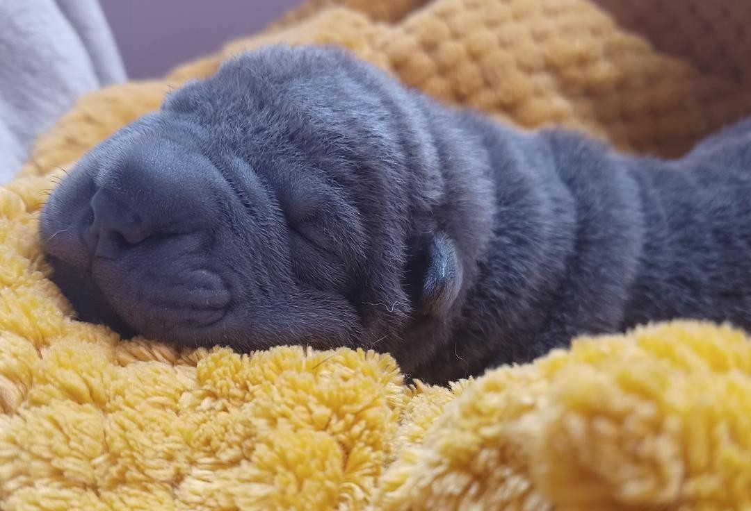 De La Cote Des Sables - Chiots disponibles - Shar Pei