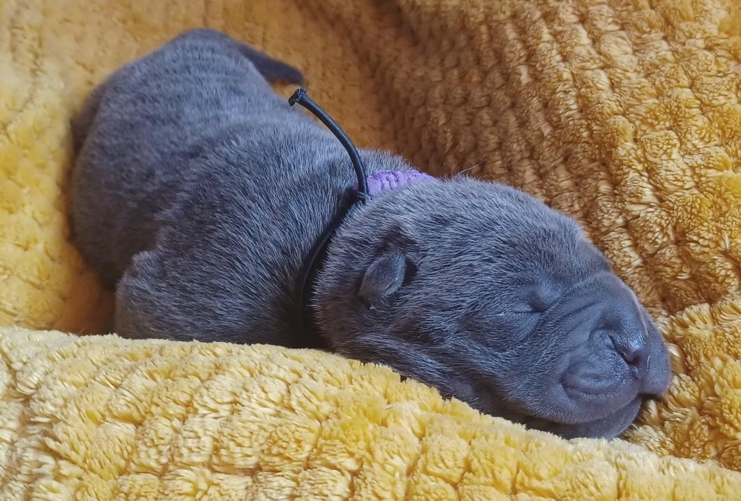 De La Cote Des Sables - Chiots disponibles - Shar Pei
