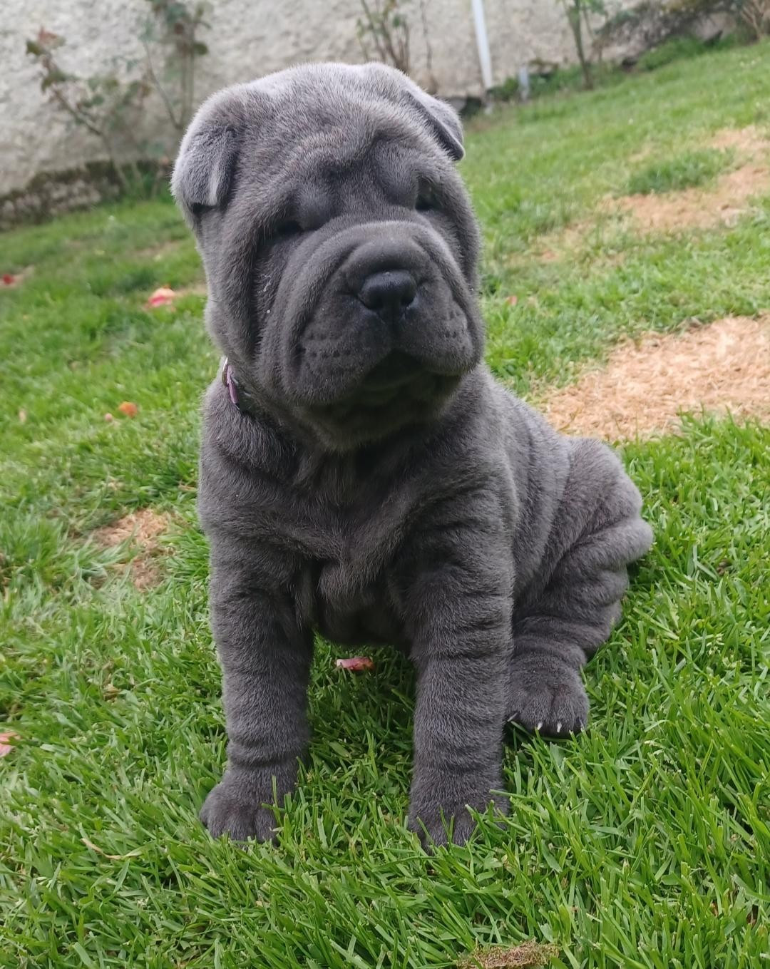 De La Cote Des Sables - Chiots disponibles - Shar Pei