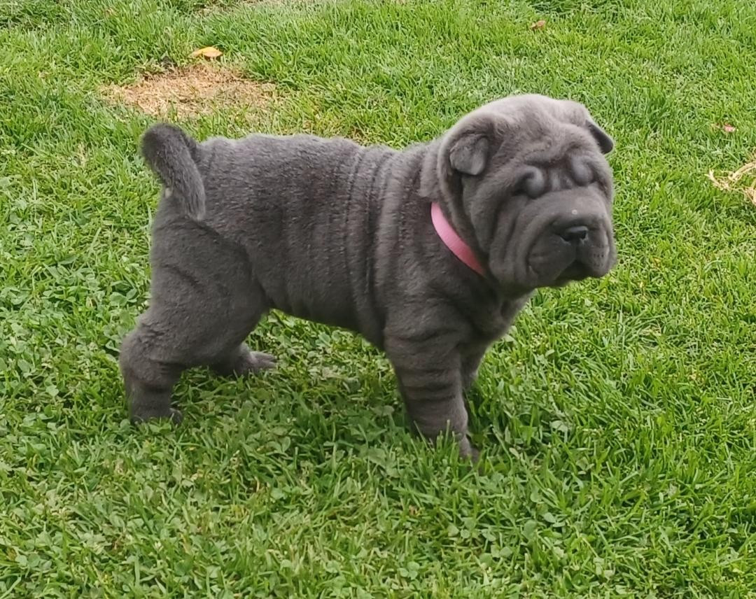 De La Cote Des Sables - Chiots disponibles - Shar Pei