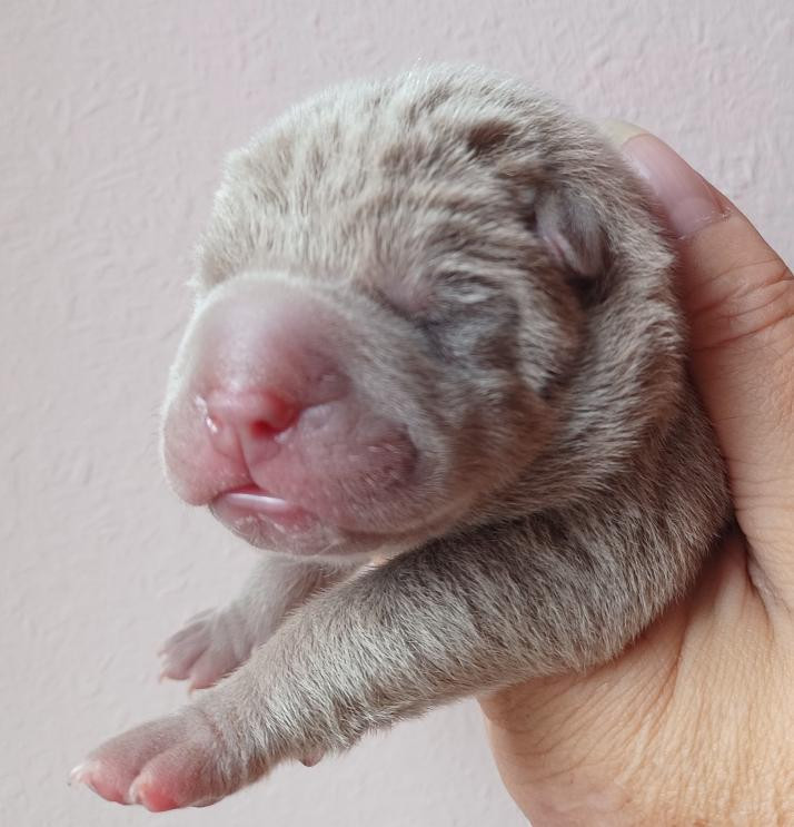 De La Cote Des Sables - Chiots disponibles - Shar Pei