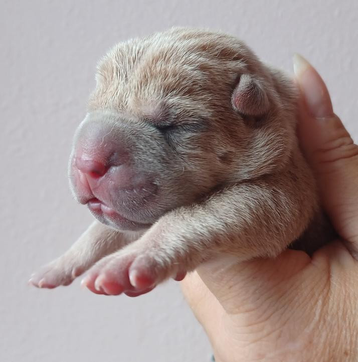 De La Cote Des Sables - Chiots disponibles - Shar Pei