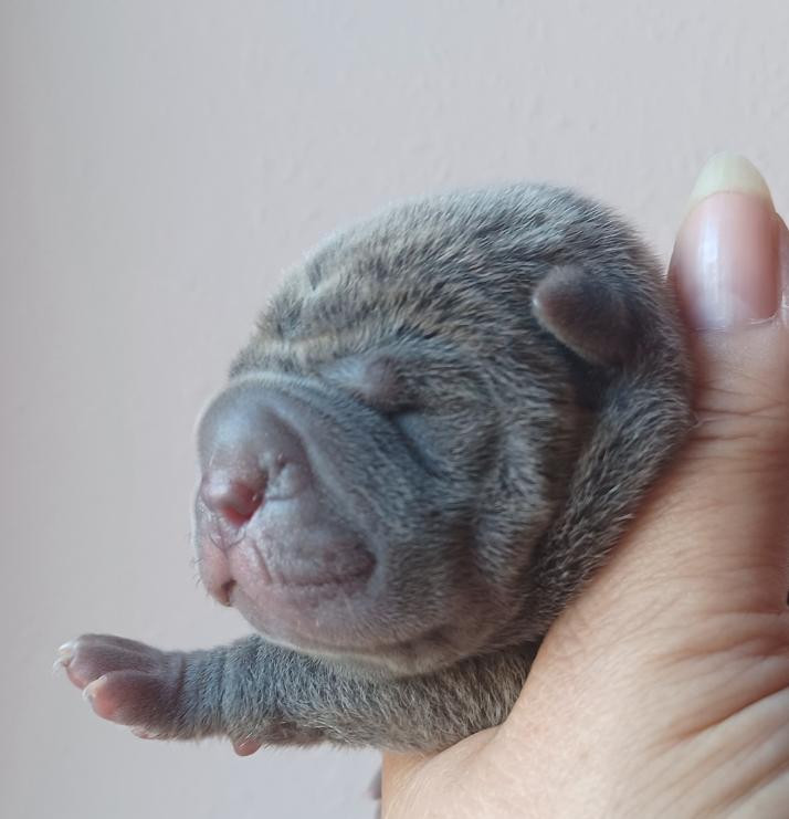 De La Cote Des Sables - Chiots disponibles - Shar Pei