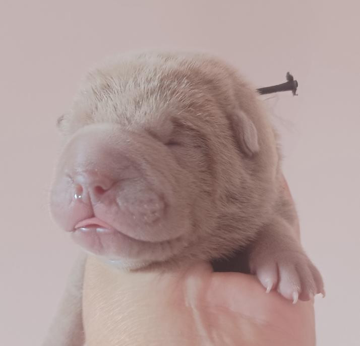 De La Cote Des Sables - Chiots disponibles - Shar Pei