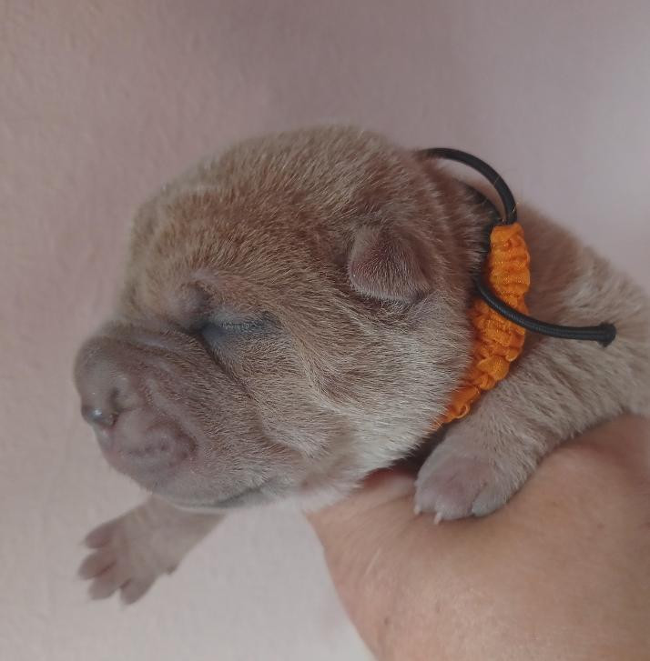De La Cote Des Sables - Chiots disponibles - Shar Pei
