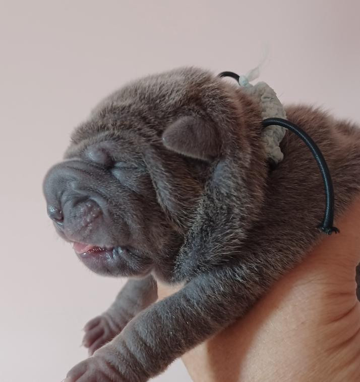 De La Cote Des Sables - Chiots disponibles - Shar Pei