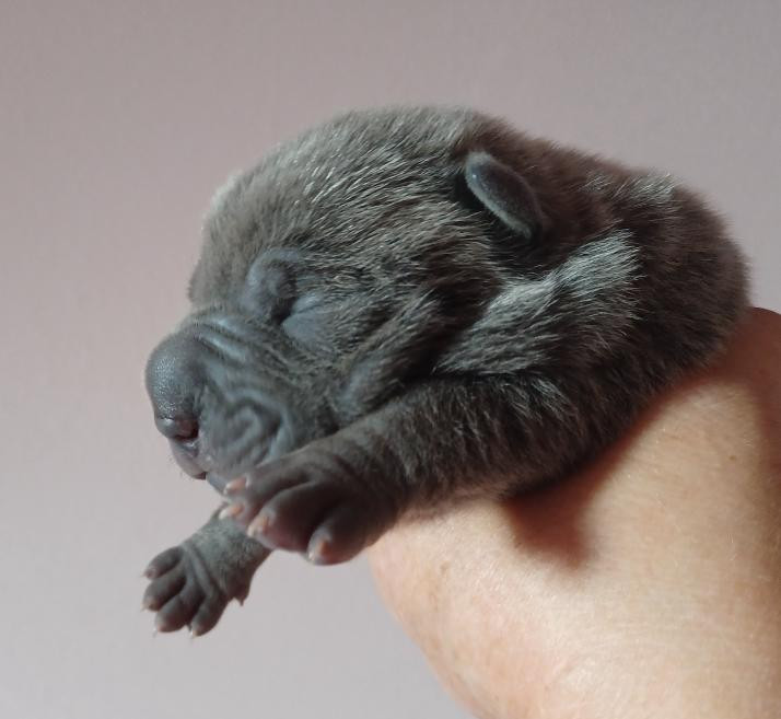 De La Cote Des Sables - Chiots disponibles - Shar Pei