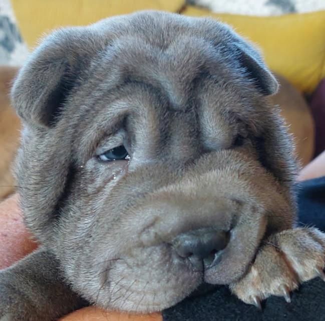 De La Cote Des Sables - Chiots disponibles - Shar Pei