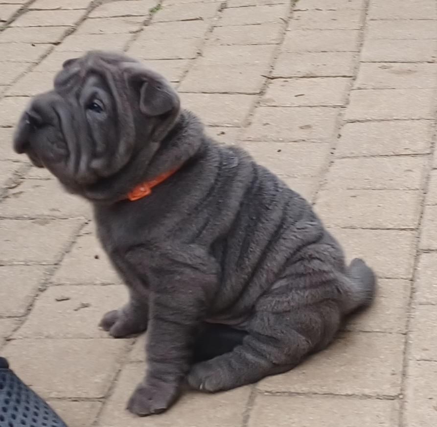 De La Cote Des Sables - Chiots disponibles - Shar Pei