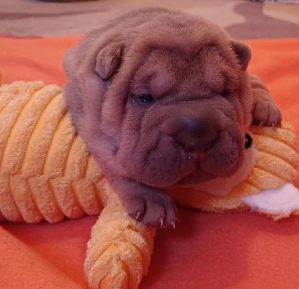 De La Cote Des Sables - Shar Pei - Portée née le 16/11/2023