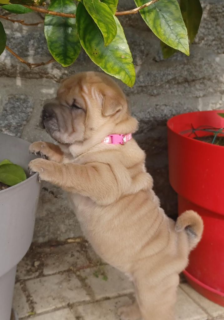 De La Cote Des Sables - Chiots disponibles - Shar Pei