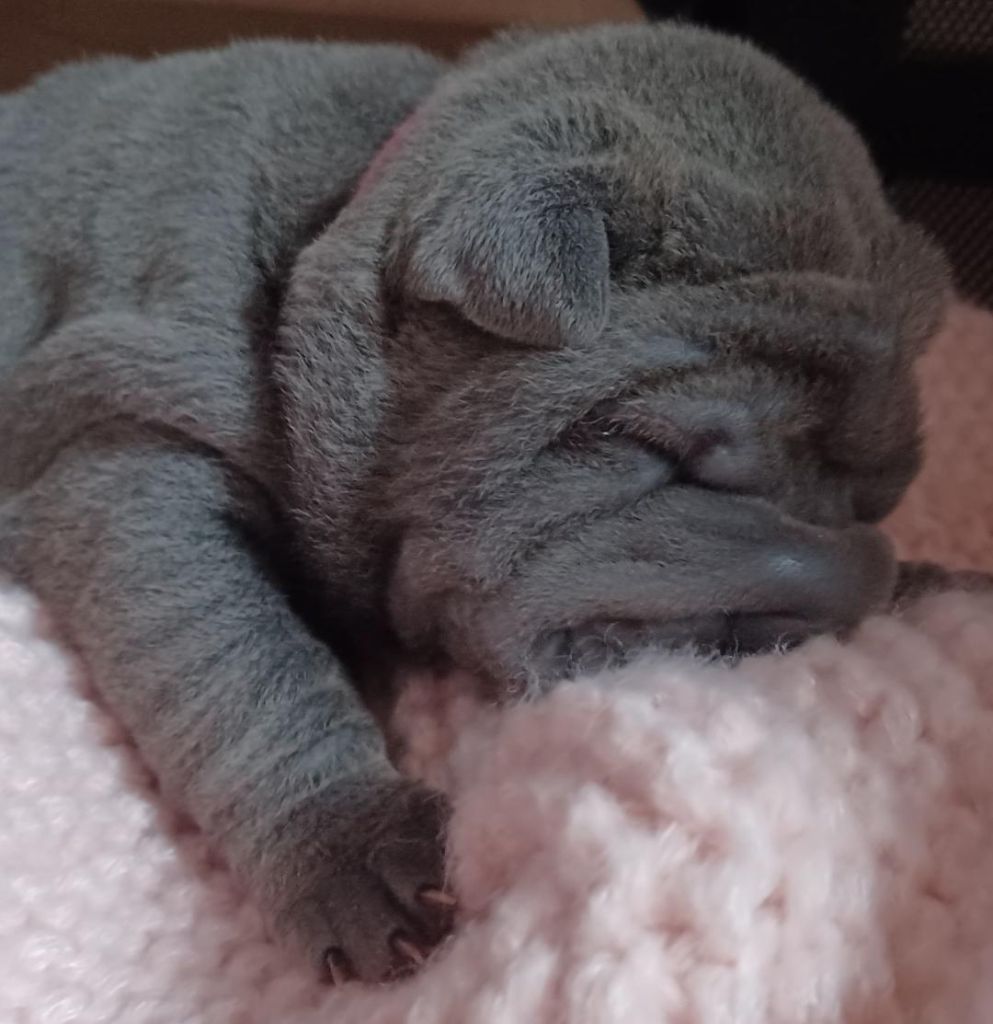 De La Cote Des Sables - Shar Pei - Portée née le 11/09/2024