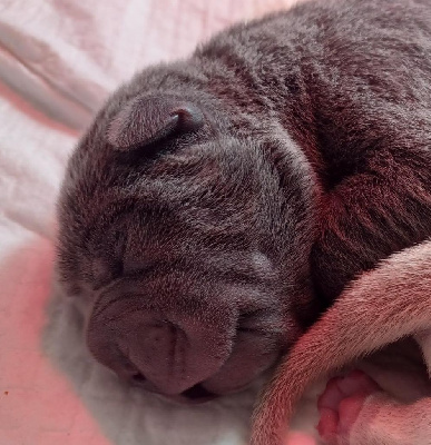 CHIOT