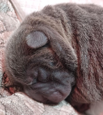 CHIOT