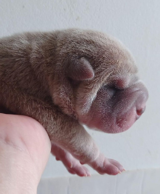 CHIOT