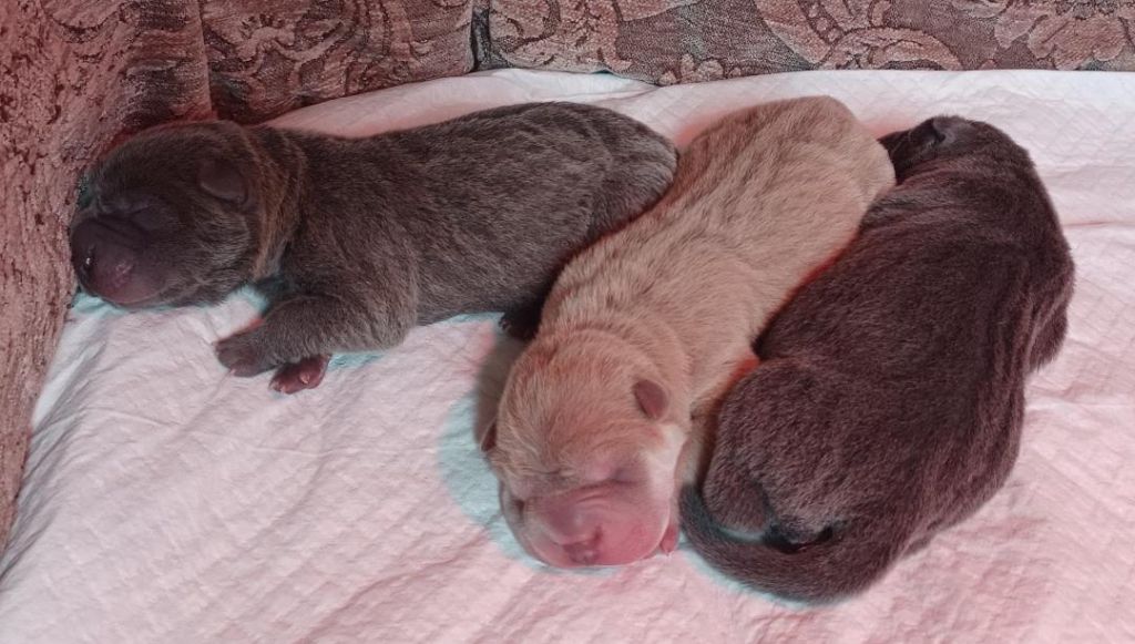 Chiot Shar Pei De La Cote Des Sables