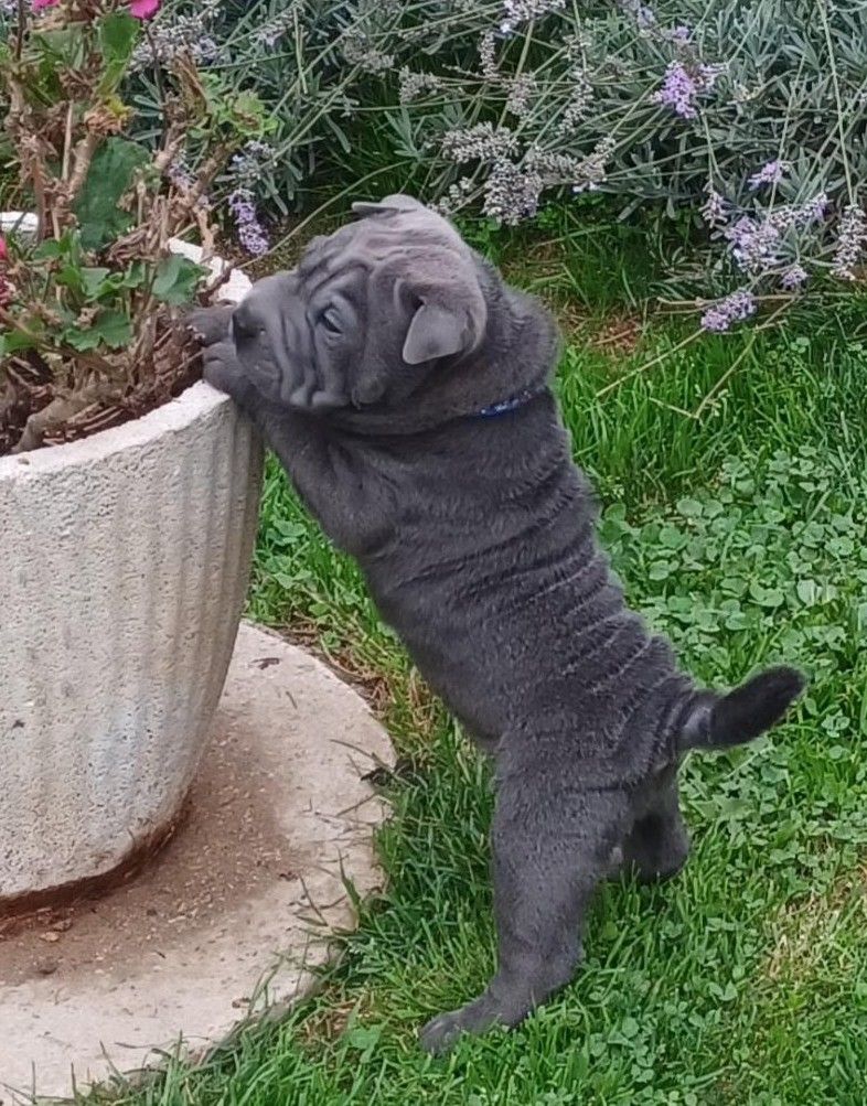 De La Cote Des Sables - Chiots disponibles - Shar Pei