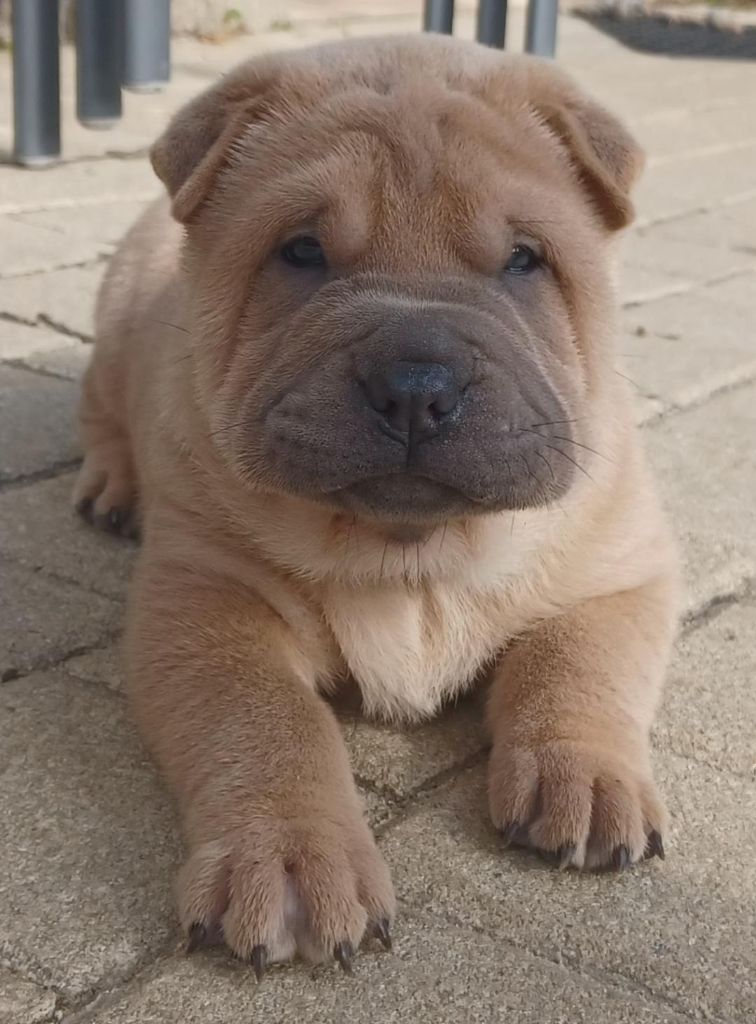 De La Cote Des Sables - Chiots disponibles - Shar Pei